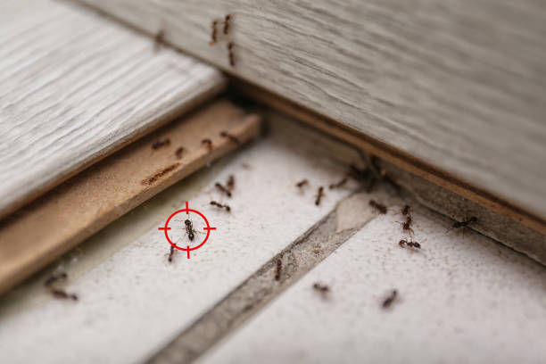 Pest Control for Restaurants in Mineralwells, WV